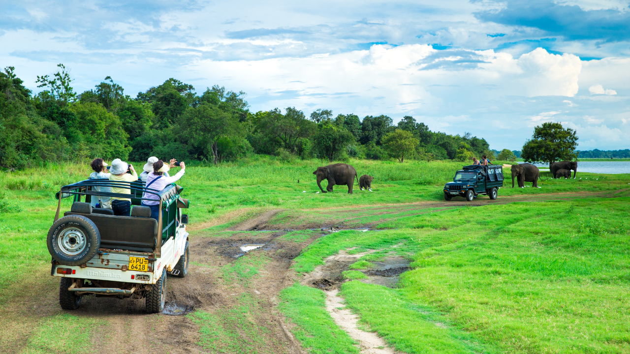 Dream Vision Lanka Tours safarai